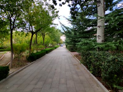 A_path_in_Weifang_University