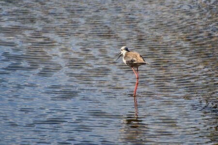 Bird marsh water photo