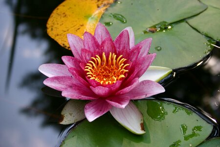 Water lily nuphar lutea garden pond