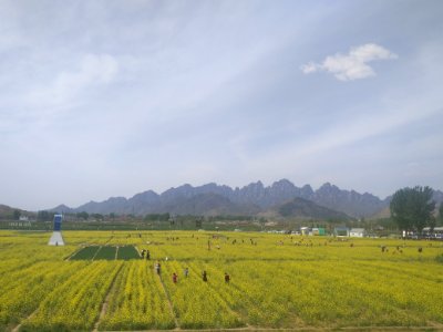 A_piece_of_yellow_rapeseed_flowers_in_Mount_Langya_of_Hebei,_picture3 photo