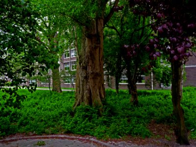 A_photo_of_a_group_of_trees_with_a_retirement_home_on_the_background,_in_Amsterdam_city;_high_resolution_image_by_FotoDutch_in_June_2013 photo