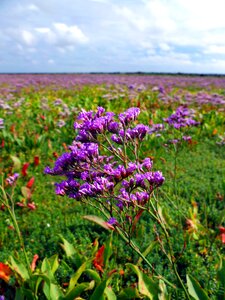 Island amrum coast