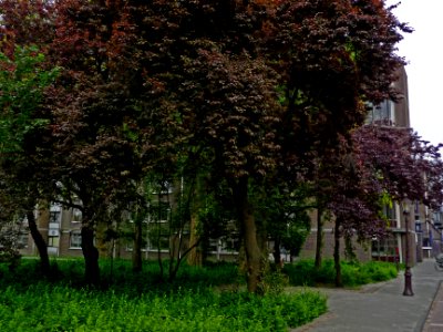 A_photo_of_a_group_of_red_urban_trees_in_the_Plantage-district,_Amsterdam;_high_resolution_image_by_FotoDutch_in_June_2013 photo