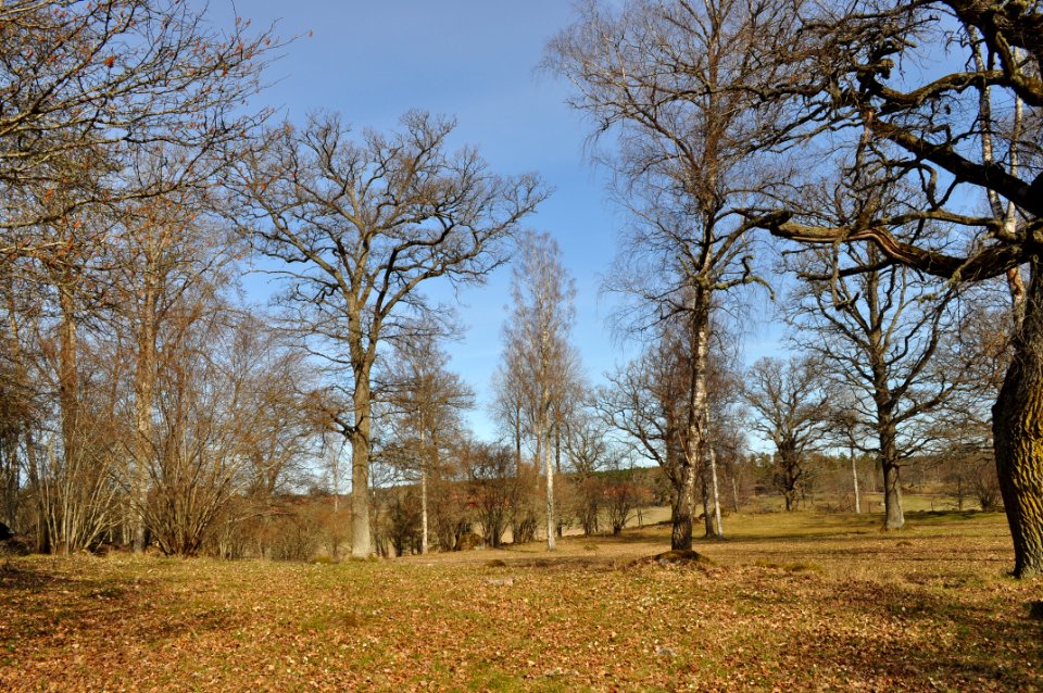 Ängbacken_1