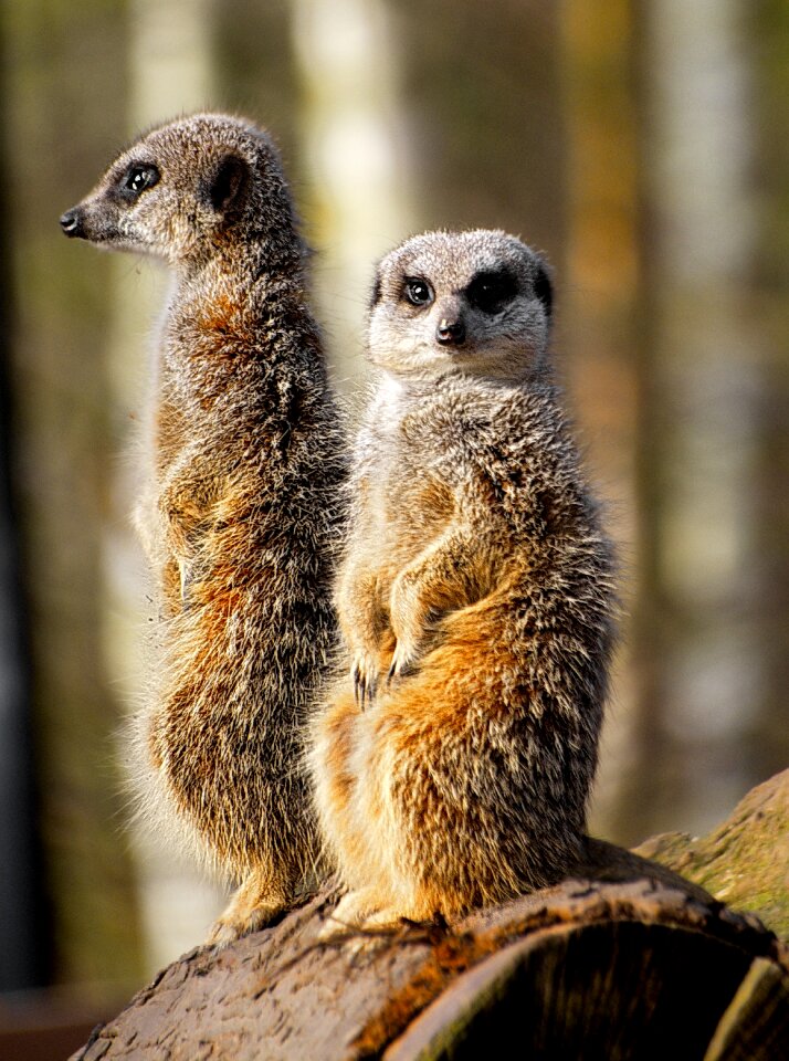 Animal mammal standing