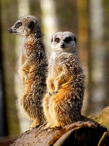 Animal mammal standing