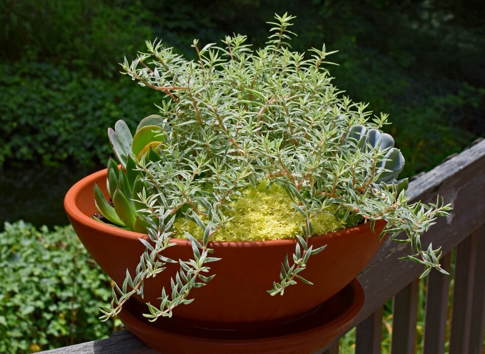 Succulent plant nature