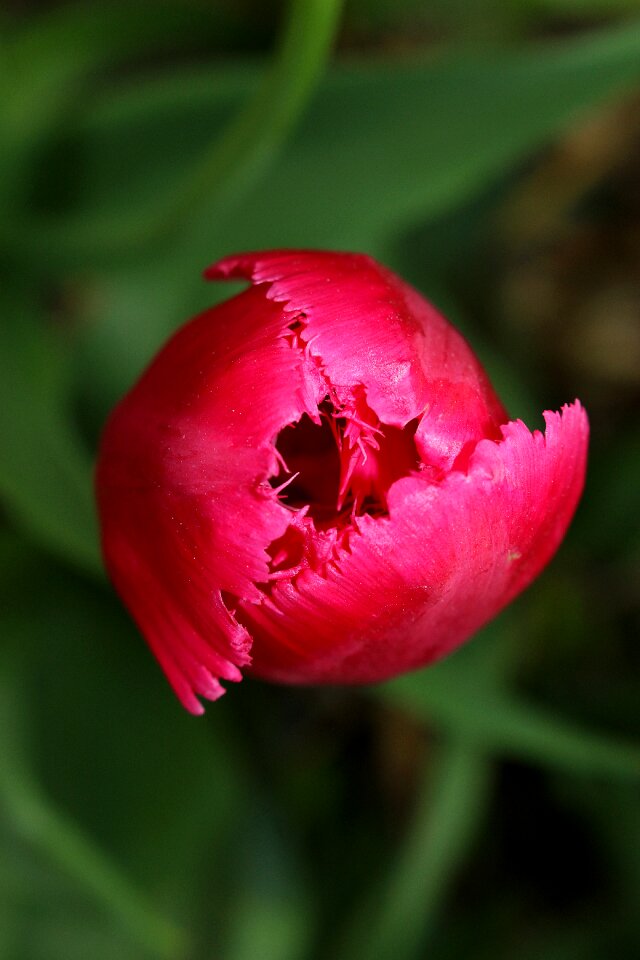 Flower pink spring