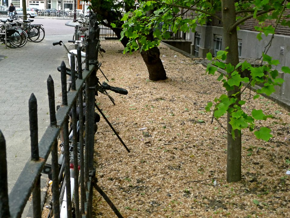 A_photo_of_a_tapistry_of_elm_seeds_behind_the_fence_at_the_Hoogte_Kadijk,_Amsterdam;_high_resolution_image_by_FotoDutch,_June_2013