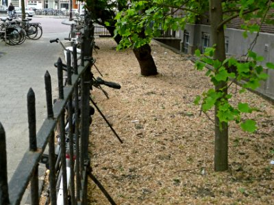 A_photo_of_a_tapistry_of_elm_seeds_behind_the_fence_at_the_Hoogte_Kadijk,_Amsterdam;_high_resolution_image_by_FotoDutch,_June_2013