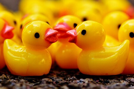 Cute sweet many