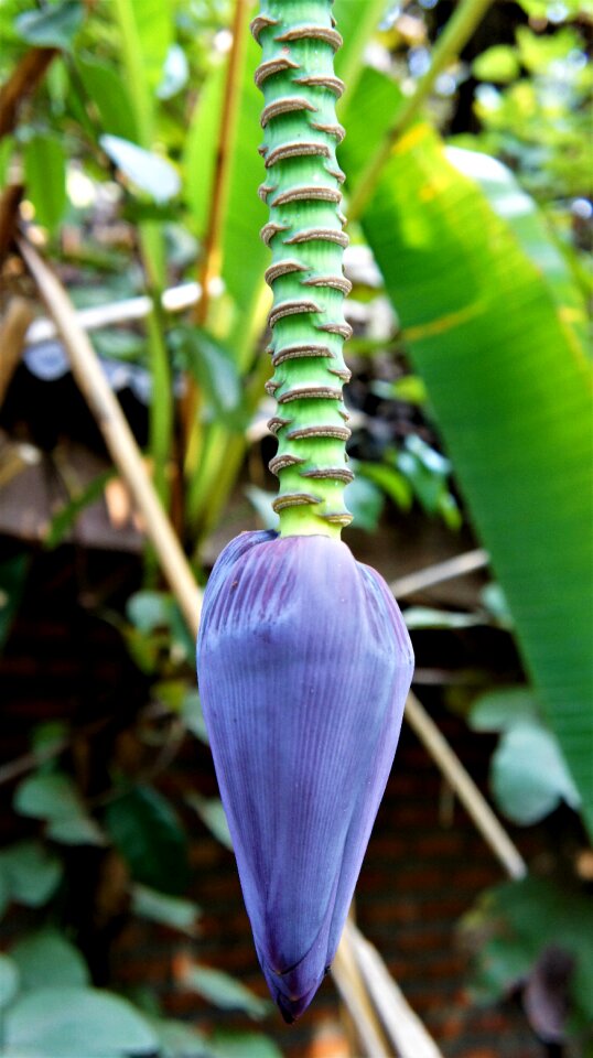 Plant tropical thailand