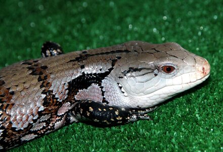 Reptile animal scaly