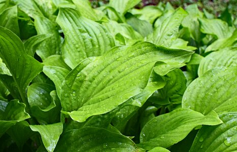 Foliage rain-wet plant