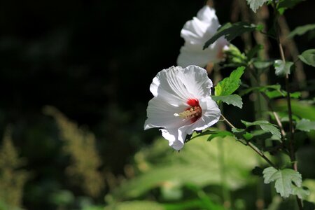 Leaves green leaves white flower photo