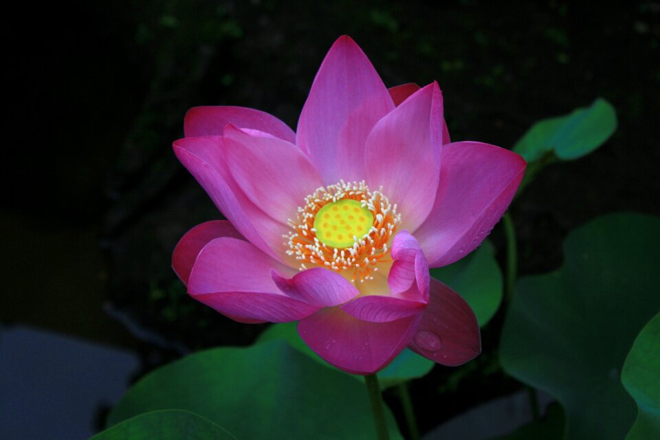 Lotus flower india