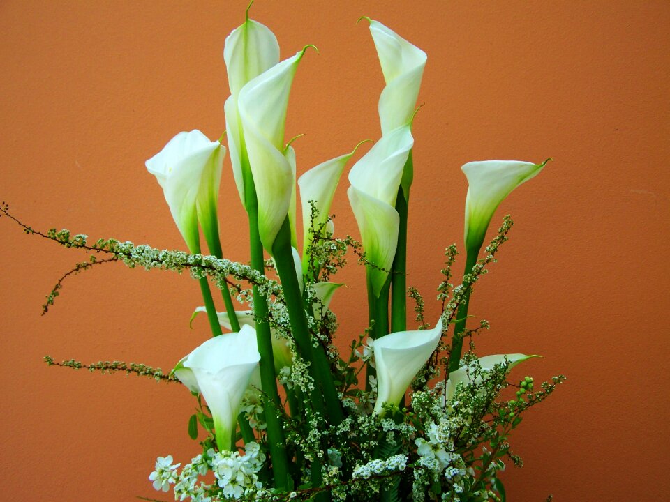 Flower bouquet white calla lily cut flower