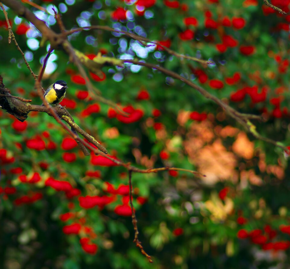 Tree animals red
