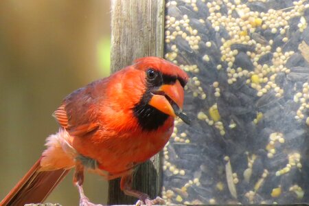 Cardinal wildlife bright photo