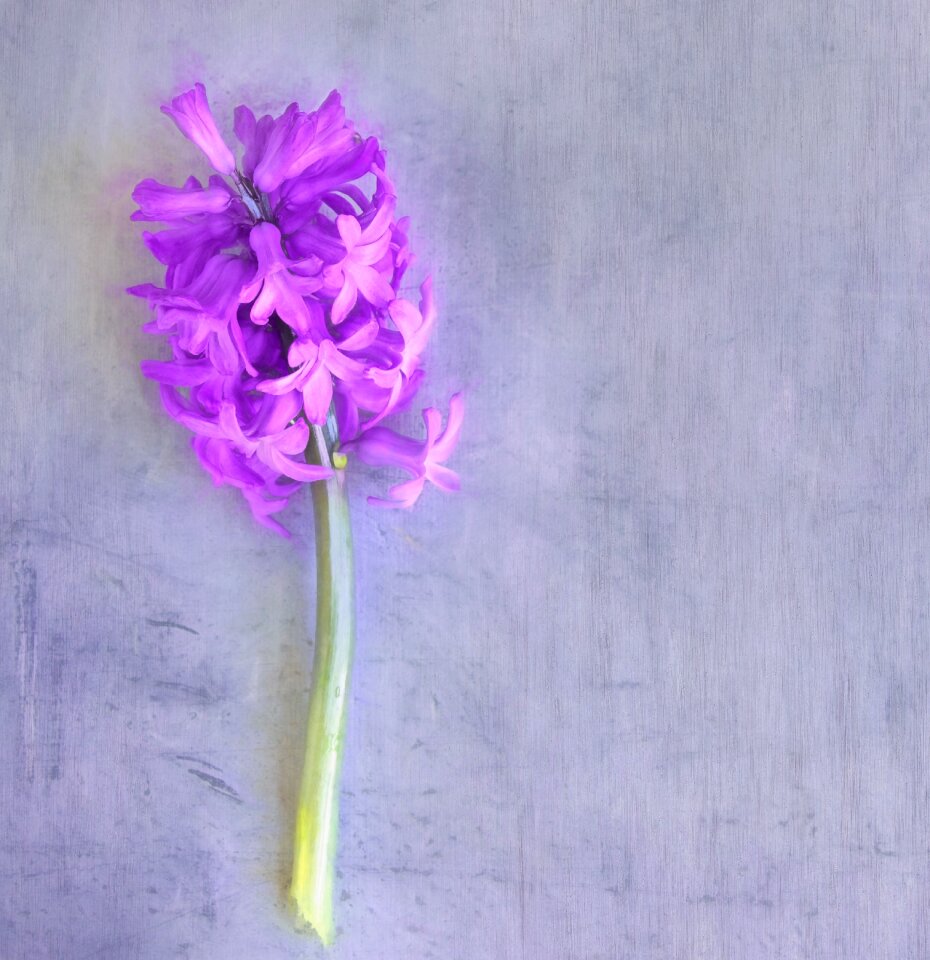 Flowers spring flower fragrant flower