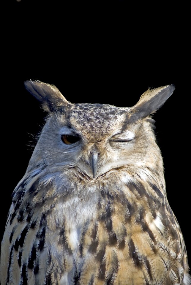 Bird feather winking