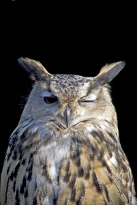 Bird feather winking