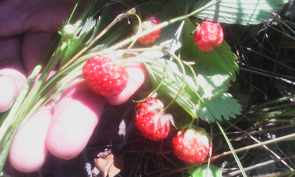 Клубника_луговая_(Fragaria_viridis)_05
