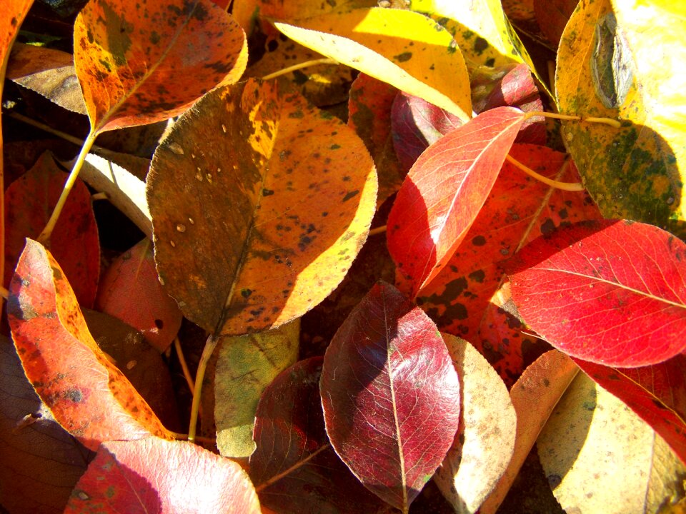 Fallen colored leaves autumn avar