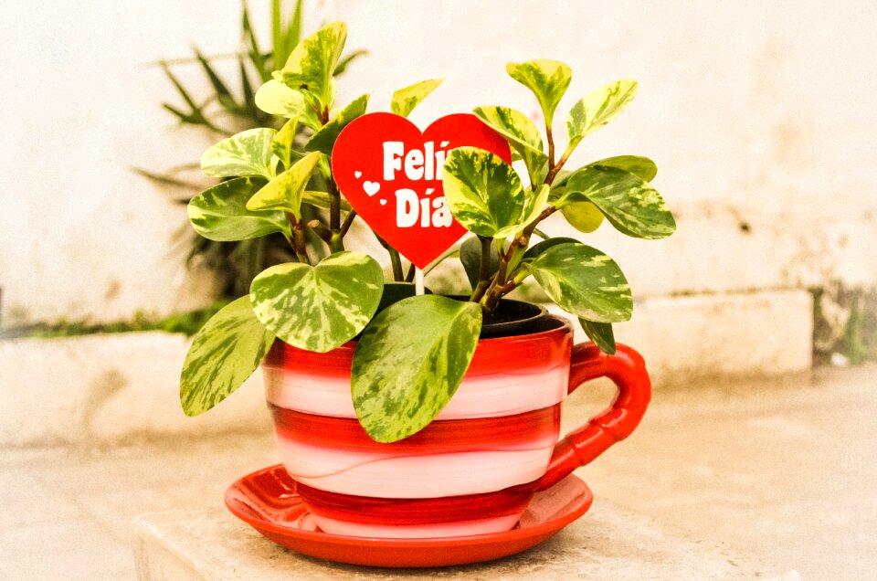 Cup nature flowerpot