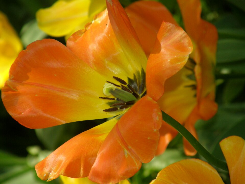 Flower blossom bloom