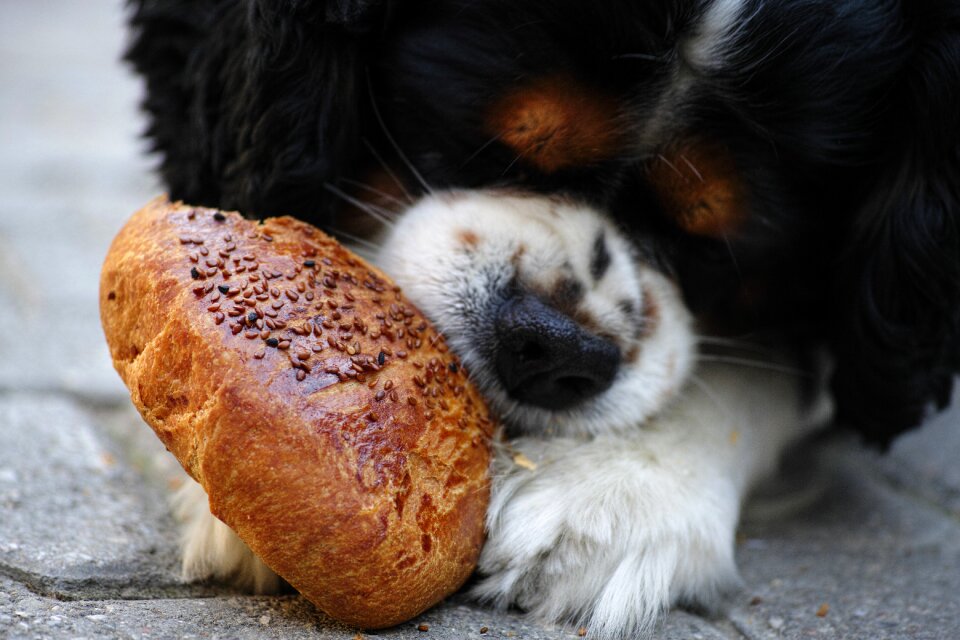 Street hungry sweet