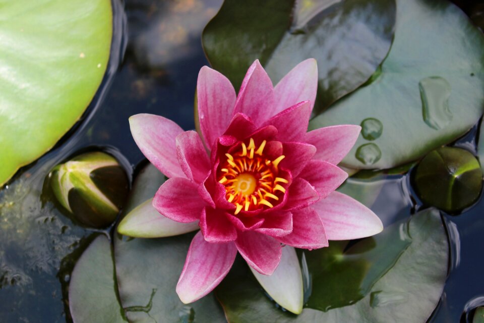 Lotus flower plant