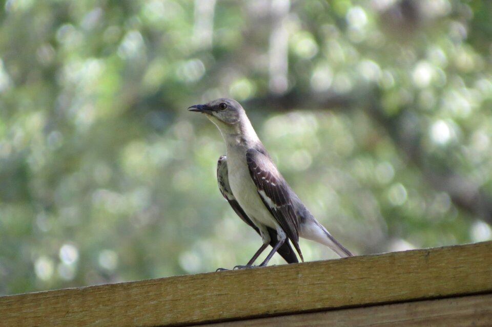 Wild songbird nature