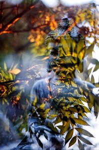 Tree religion spirituality