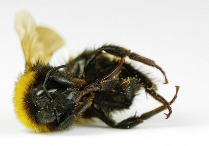Bee close up compound