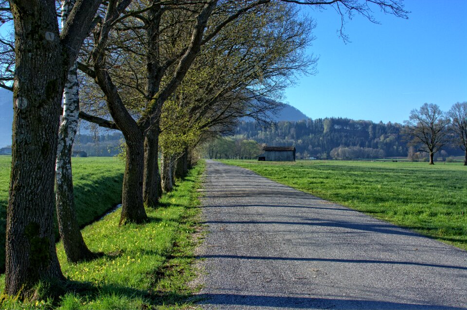 Avenue nature wide