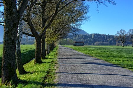 Avenue nature wide photo