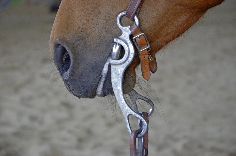 Brown mare horse head