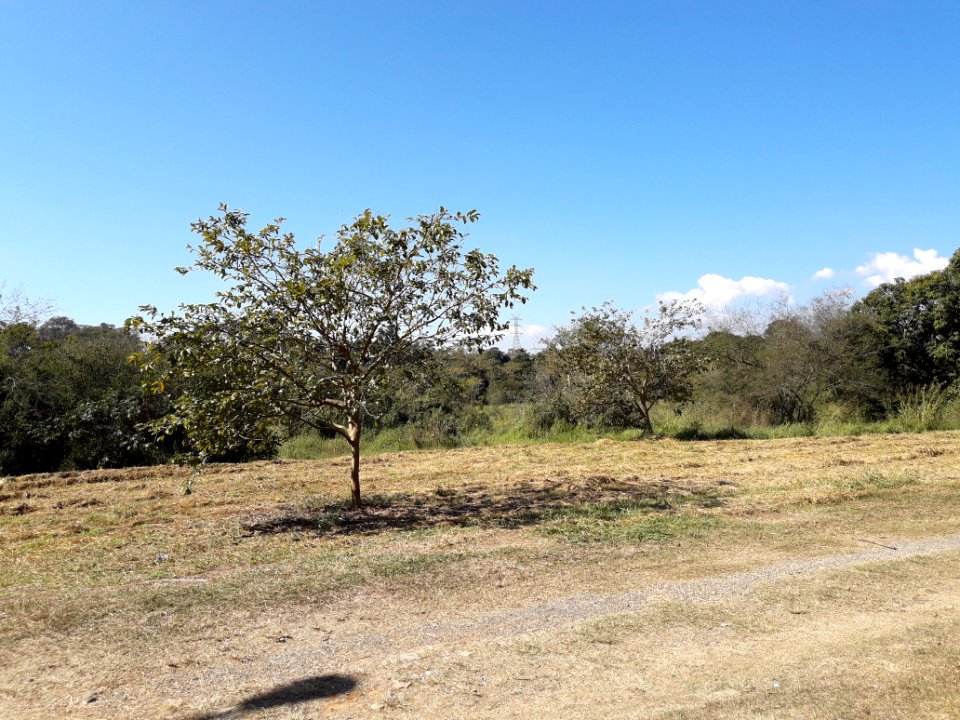 Árvore_Solitária_em_Pindamonhangaba