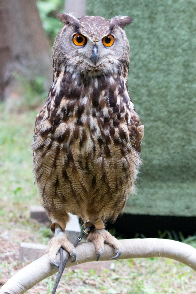 Buboy buboy predator bird