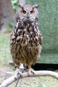 Buboy buboy predator bird