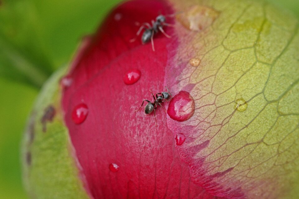 A drop of pink flower photo