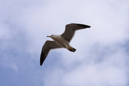 Sea gull seagull seabird