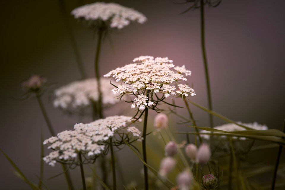 Plant wild plant pointed flower
