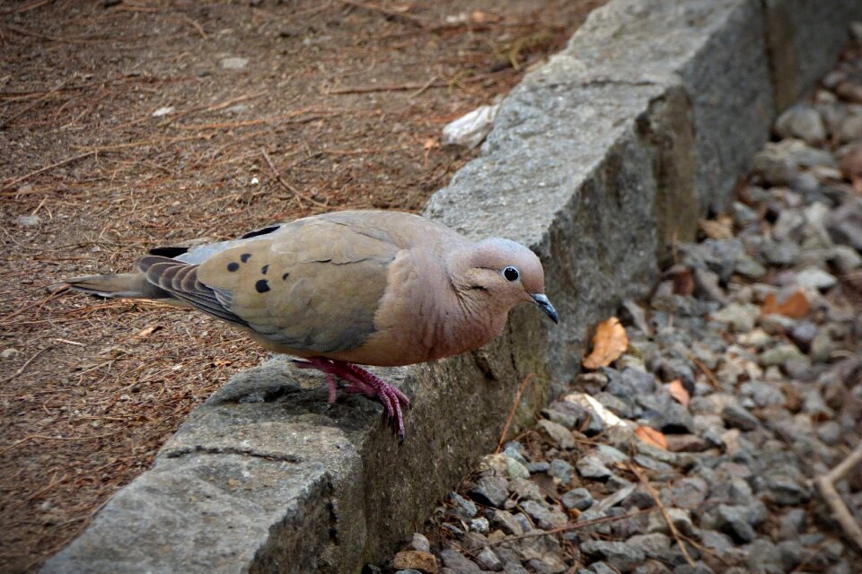 Fauna sidewalk path