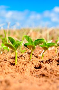 Plant farm planting