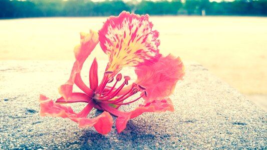 Red flower plant garden