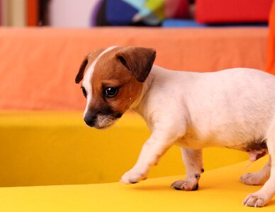 Chihuahua baby cute