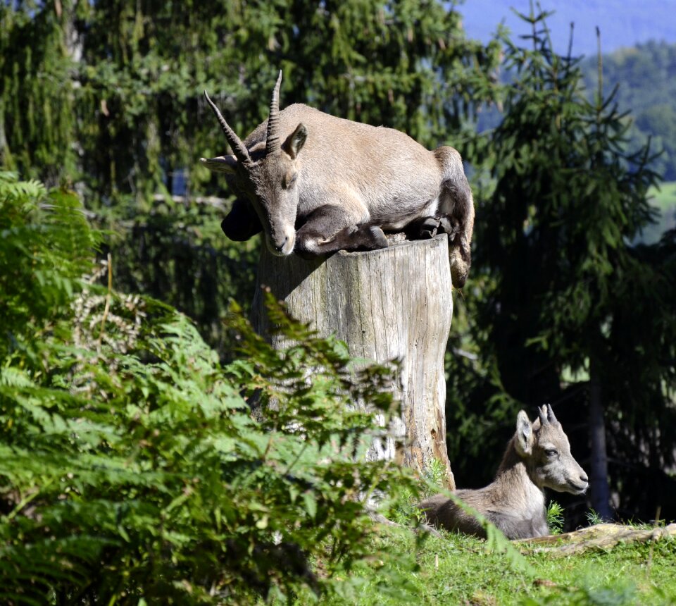 Tree stump young mammal