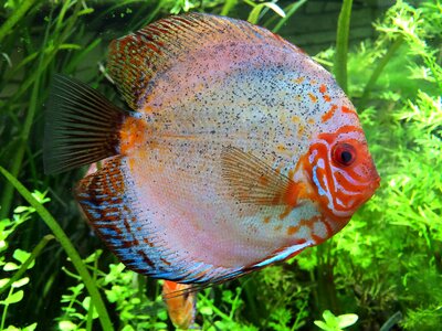 Cichlid aquarium fish photo
